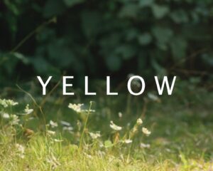 yellow-1